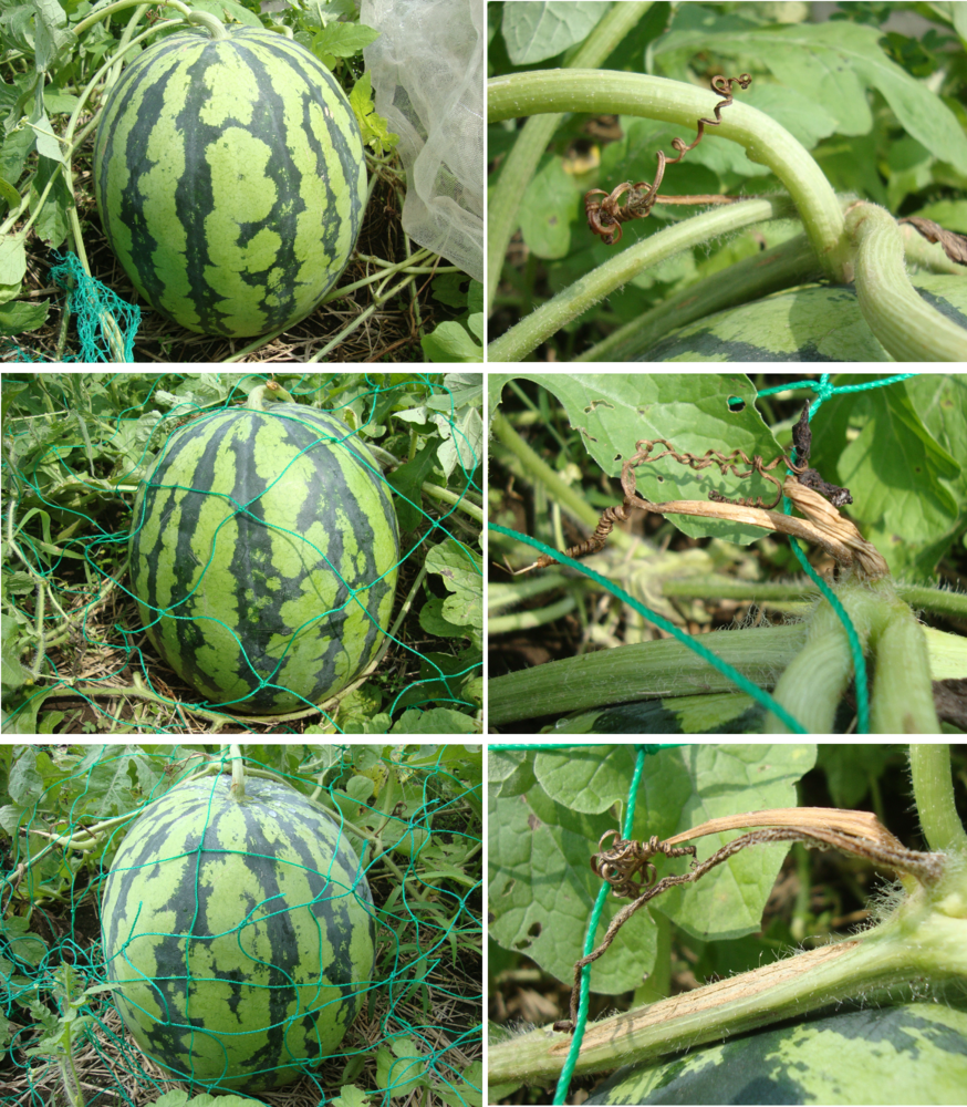 小さい庭で作るスイカ畑となりのカインズさん