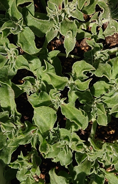 アイスプラント栽培スタート♪ぶぅパパの家庭菜園 ー ときどき猫