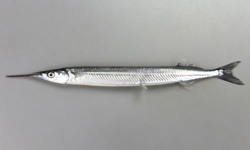 旬のサヨリはどんな味?刺身や干物など!さばき方やレシピもご紹介よちよちエクスプレス