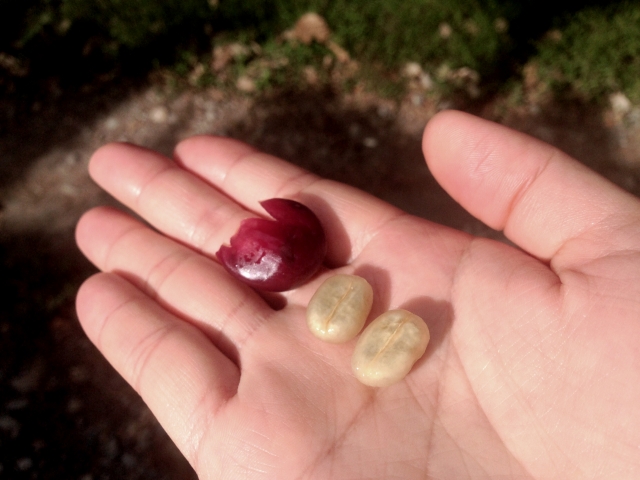 コーヒーの木京都、下鴨の自家焙煎珈琲専門店カフェ・ヴェルディ店主のブログ紹介