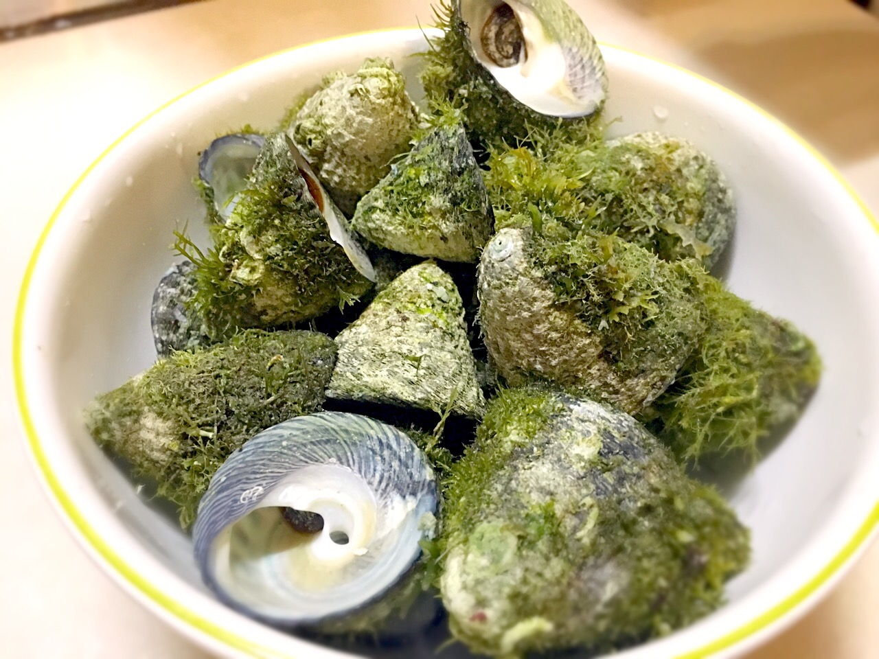 びな貝 二ナ の調理法とは？ そのまま塩茹でして食べるが一番ですが！ – 独楽