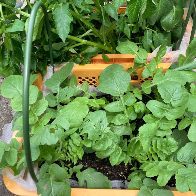 ベランダで気軽に始める「コンテナ菜園」初心者向けの野菜やハーブを育てよう♪キナリノ