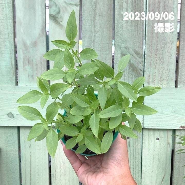 タイ料理が好きなら、ホーリーバジルを育てようぜ！ - xckb的雑記帳