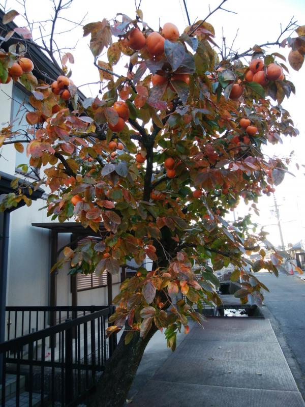 禅寺丸 かき 果樹 苗木 不完全甘柿 ぜんじまる 1年生 接ぎ木 4.5号 13.5cm ポット 落葉樹 カキの実 : イングの森 - 通販 -Yahoo!ショッピング
