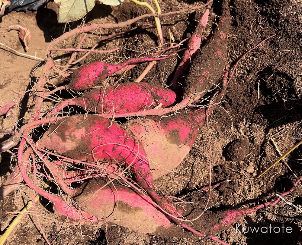 芋のツルを炒める場合ツルの皮は取り去るのですか、教えて下さい。 -- Yahoo!知恵袋