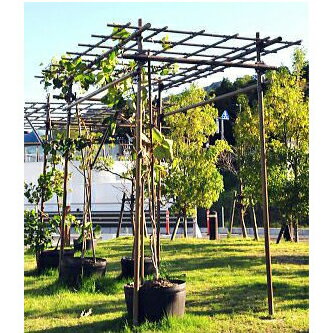 ぶどう棚Diy-Life - イレクターで、できるワクワクを