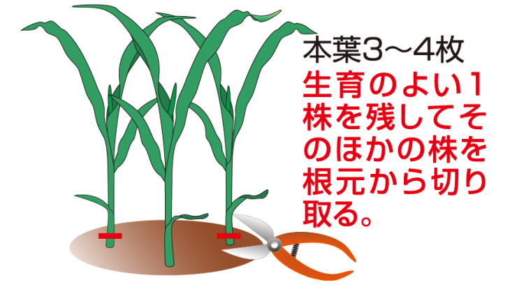トウモロコシ野菜のビギナーズマニュアル株式会社トーホク