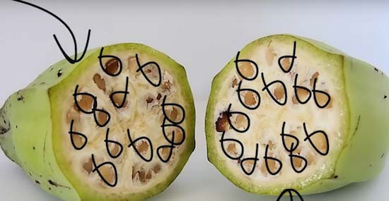 激レア 皮まで食べられるバナナ「もんげーバナナ」を食べてみた → 1本648円、週に10本程度しか流通しない幻のバナナロケットニュース24