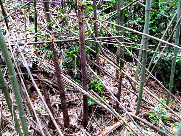 タケノコの掘り方 図解と動画付きやまむファーム