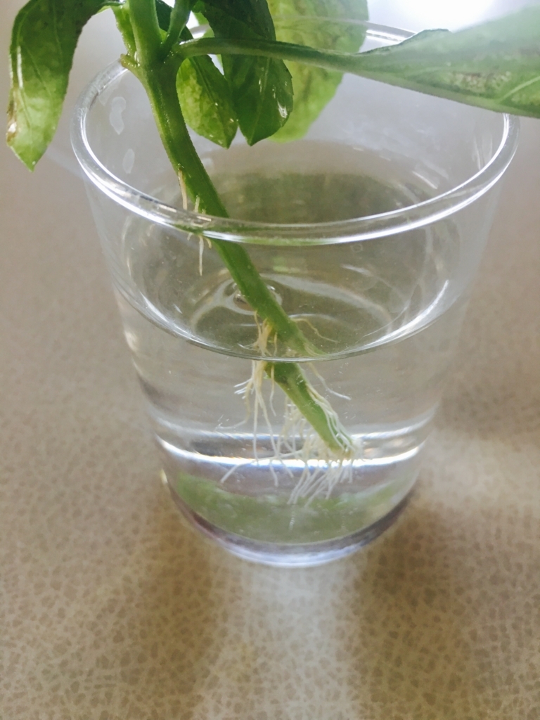 再生栽培でバジルが無限増殖！挿し木で苗を増やす方法と摘心のコツ リボベジやさいガーデン