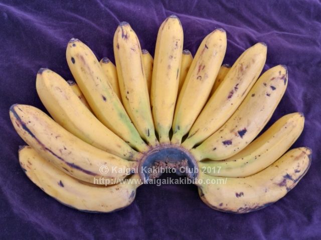 りんご味のバナナ「バナップル」を食べてみました。新品種ですがバナナの原種に近い品種だそうです。 - 惠のパンとお菓子大好き！別冊ブログ