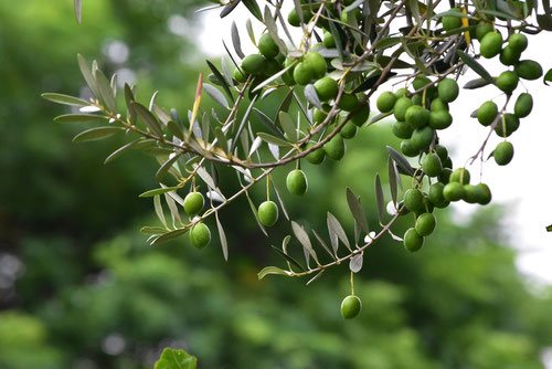 岡井路子先生によるオリーブの上手な育て方～樹形づくり・剪定・緑枝挿しLOVEGREEN ラブグリーン