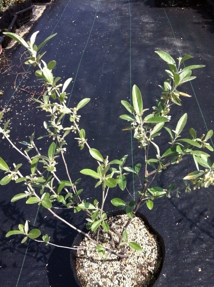 ヤナギバグミElaeagnus angustifoliaかぎけん花図鑑