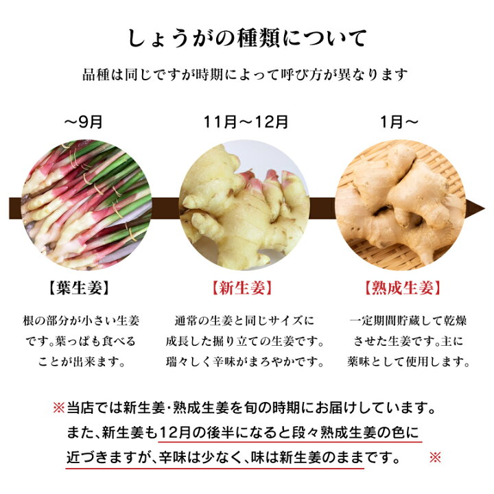 新生姜の旬の時期はいつ？産地や栄養成分、おすすめの食べ方をご紹介ふるなび公式ブログ ふるさと納税DISCOVERY
