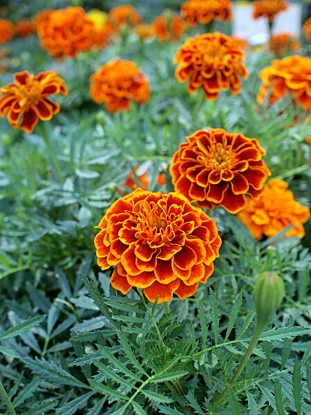 マリーゴールドを食べる虫の駆除について教えてください。 - 園- Yahoo!知恵袋