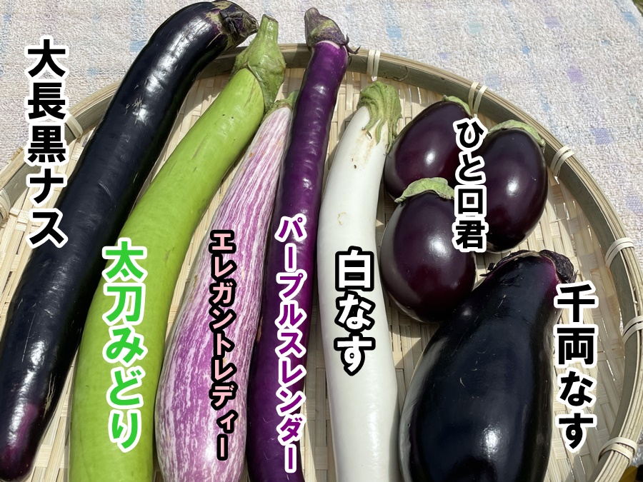 ナス ナス- 3種類の野菜の種 - - シーズ – Garden Seeds Market送料無料