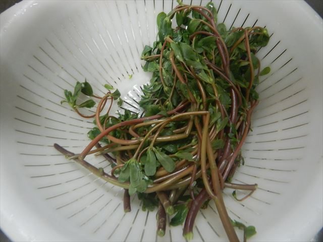 スベリヒユの食べ方は茹でて刻むだけ！圧倒的に簡単！野草・雑草を食べるブログ