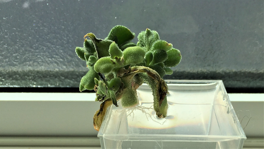 プランターでアイスプラント栽培