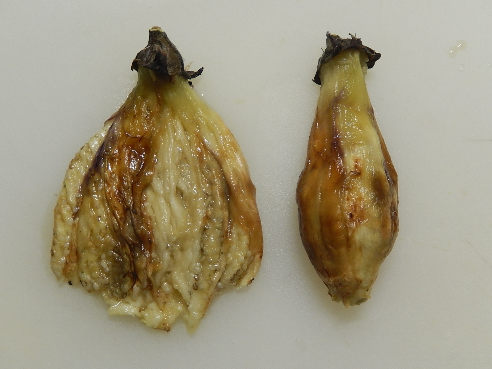 楽天市場 メロン 高知 西島園芸団地の通販