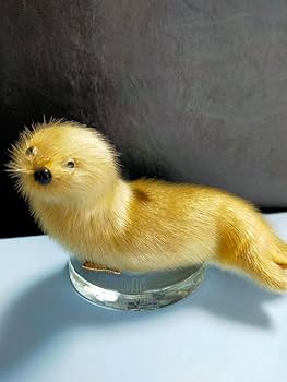 真っ白なアザラシの赤ちゃんに会いに行こう！ マドレーヌ諸島3〜6泊ARA Professional Travel & Support Inc