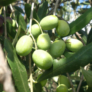 オリーブの収穫時期!しぼりたてオリーブオイルは絶品!Rubrica Italiano di Aisaka