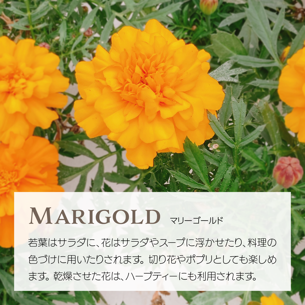 マリーゴールドが枯れた！: あきらめない！半日陰のベランダガーデン