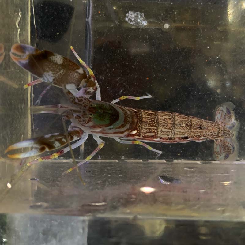 テッポウエビELFIN'S NOTE - 楽天ブログ