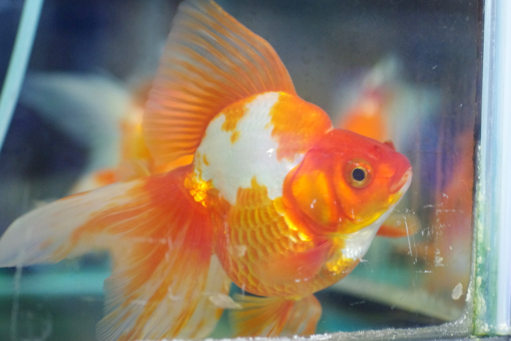 金魚すくいでとった金魚の寿命を延ばす飼育方法お祭りの出店や屋台の金魚でも長生きできる │ ソルナリウム