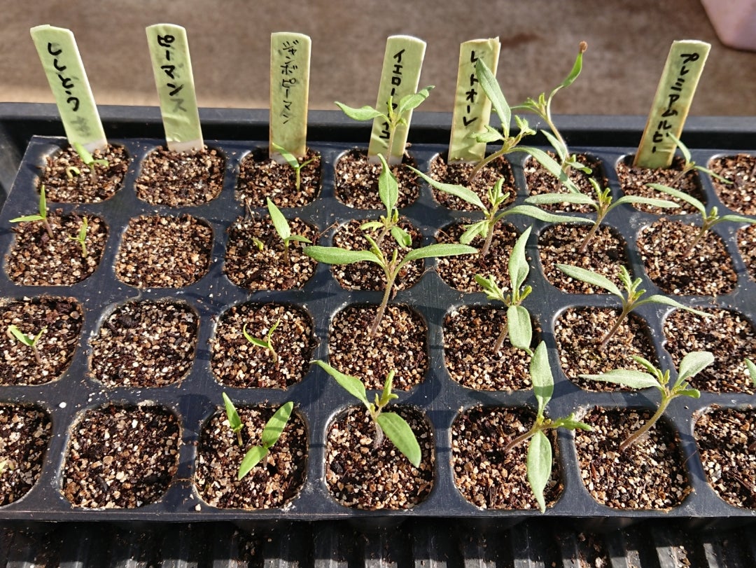 ピーマン 種まき 高温注意！徒歩10分の菜園日記