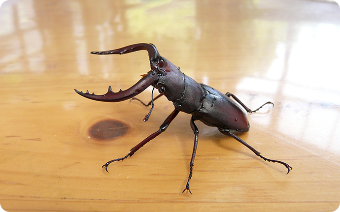 楽天市場 くらべてわかる！ こんちゅう図鑑 食べ物とすみか 昆虫 図鑑 ずかん 小学校 低学年 1年生 2年生 虫 生き物 観察 飼育 カブトムシクワガタ チョウチョ カマキリ 男の子 女の子 子供 子ども こども 国内絵本 日本の絵本 児童書 書籍 : チャイルドセレクトショップ