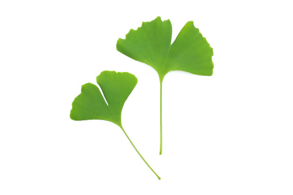 見事 落ち葉味のタルト!? と思いきや リアルすぎる″落ち葉タルト″に「センスがありすぎる」「イチョウの葉っぱ食べれるのかと思った」とツイッター騒然- 作者にこだわりを聞いた - ライブドアニュース