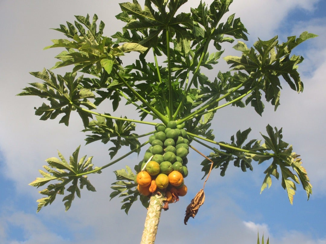 ハワイのフルーツといえば？味わい、旬、食べ方について知ろう！ALOCO アロコ