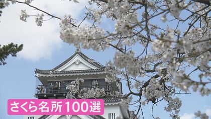 岡崎桜まつりで素晴らしい花見体験🌸TikTok