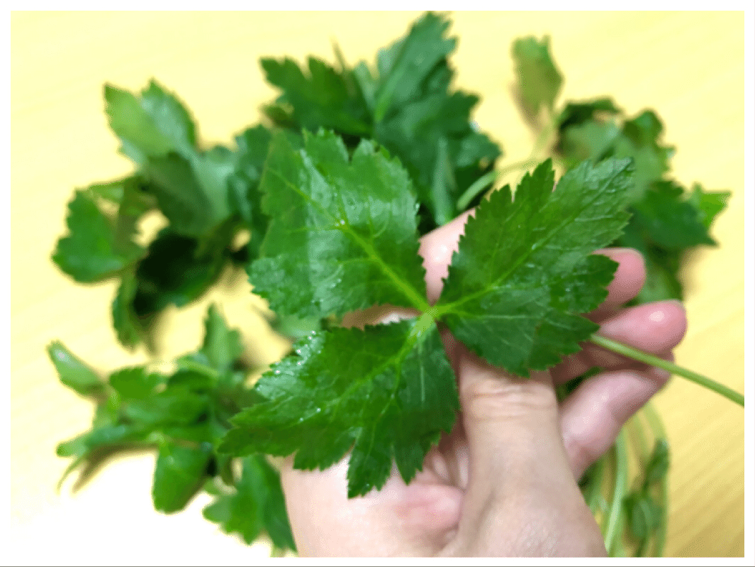 パクチーの代用になる食材まとめ！三つ葉、セロリ、コリアンダー、etc 生活の知恵大全