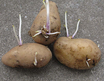 芽が出ない!」 放置するだけの『ジャガイモの保存テク』の効果がすごい – grapeグレイプ