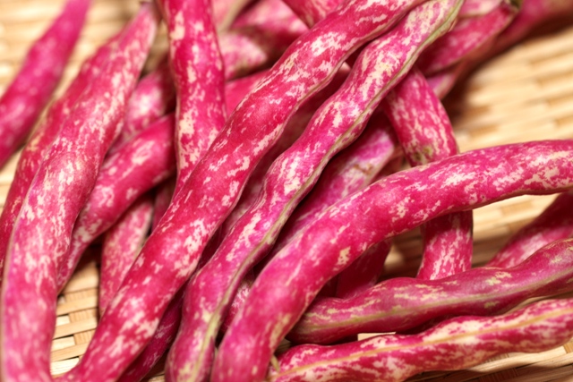 二種類のインゲン豆の種まき : じいじの野菜づくり