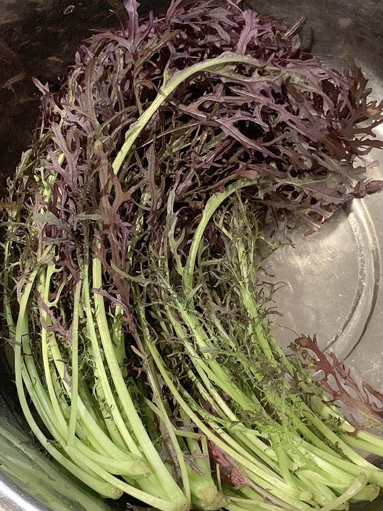 カラシナサラダからし菜ピリッとした辛味がサラダ、浅漬けにも最適 加熱すると、辛みはほとんどなくなり、苦味もなく旨味を素直に受け止めるトキタ種苗の野菜品種カタログ・栽培ガイド