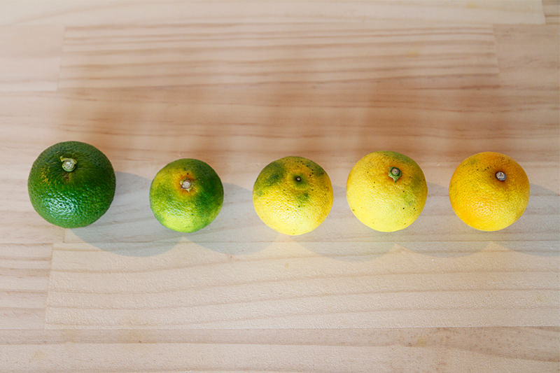 かぼすの冷凍保存 果汁だけ冷凍する方法も紹介！ほほえみごはん-冷凍で食を豊かに-ニチレイフーズ
