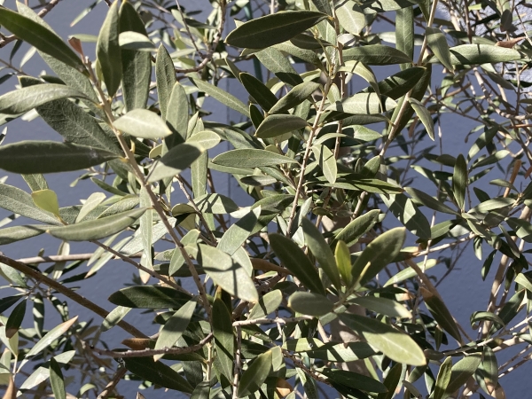 決定版 育てて楽しむ オリーブの本ガーデンダイアリー編集・制作・出版の八月社