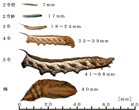 コスズメ飼育日記②〜卵から室内で育てたのに寄生バエに寄生されていた話〜もみのゆるっと自由研究な日々