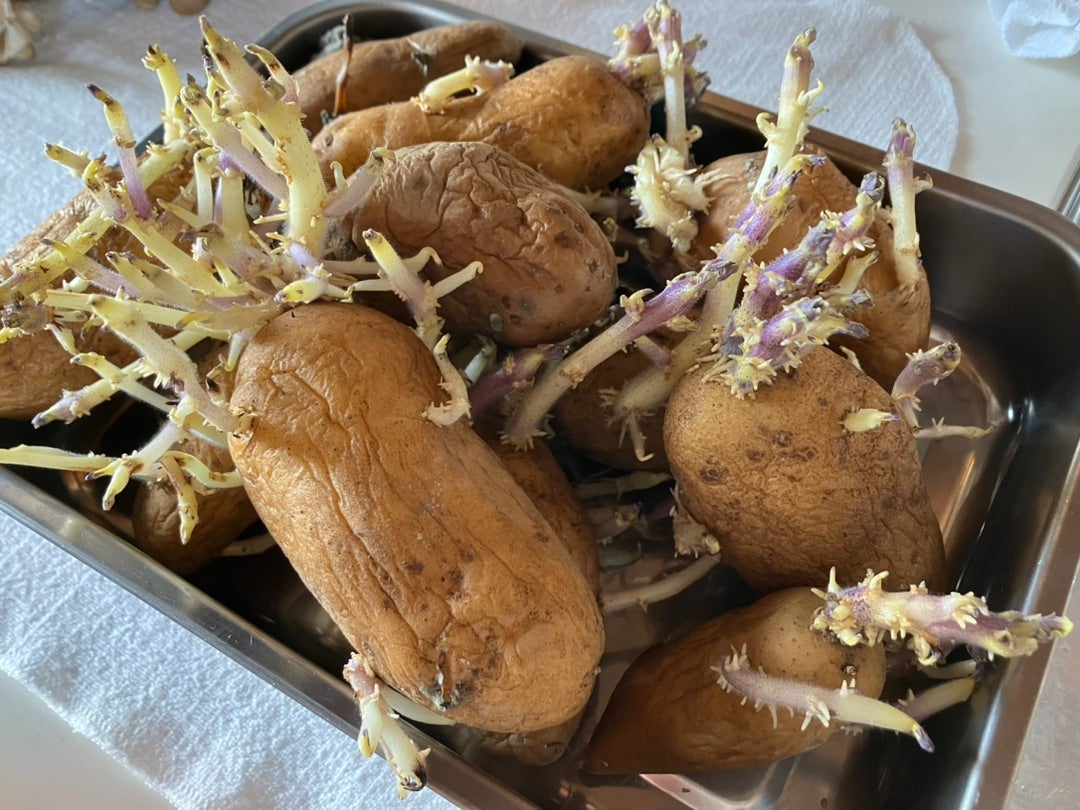 芽が出たジャガイモは捨てる？食べてしまった時の対処法も解説 – 北海道・十勝 須田農場