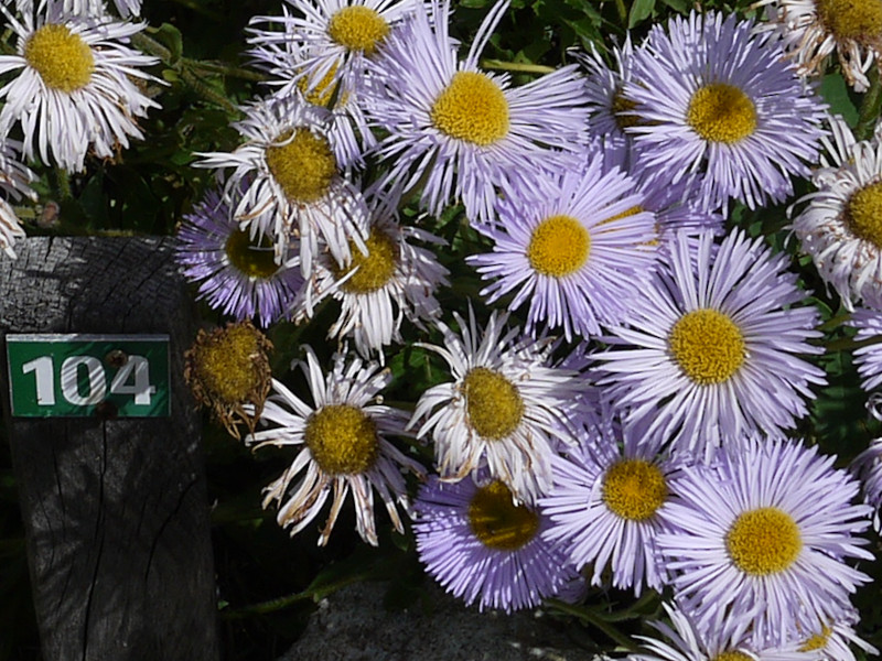 楽天市場 庭木・植木：ロシアンオリーブ 細葉グミ ヤナギバグミ* ぐみ : 遊恵盆栽 楽天市場店