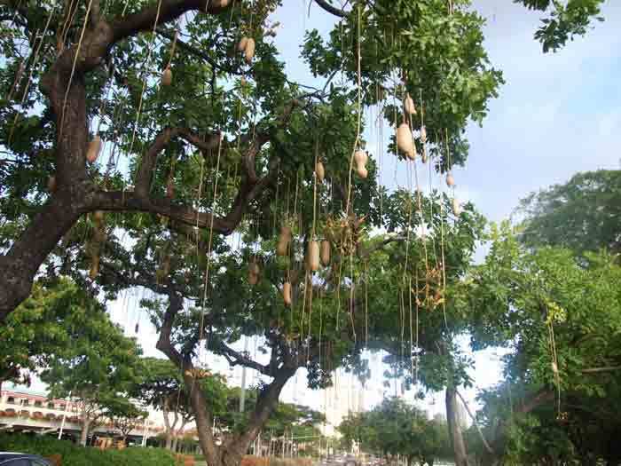 ソーセージノキケア, 特徴, 花, 画像