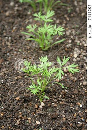 人参のヘタを栽培して大変身！自分だけの観葉植物にイチオシichioshi