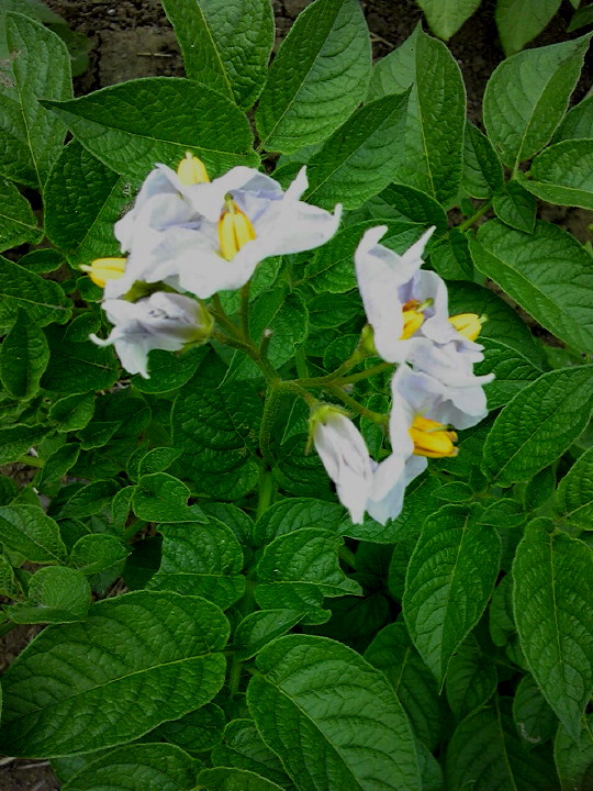 畑に咲く野菜の花の名前を言えますか 前編農畜産物長野県のおいしい食べ方