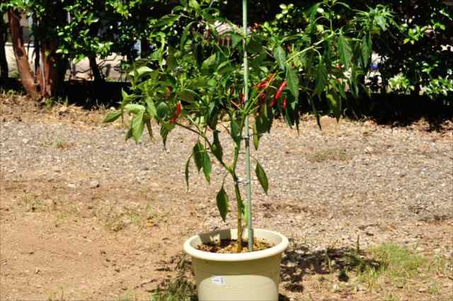 2本仕立てが定番のピーマンベテラン菜園家に送る プロに学ぶ！仕立てにこだわった夏野菜作り読みものサカタのタネ 家庭菜園・園芸情報サイト 園芸通信