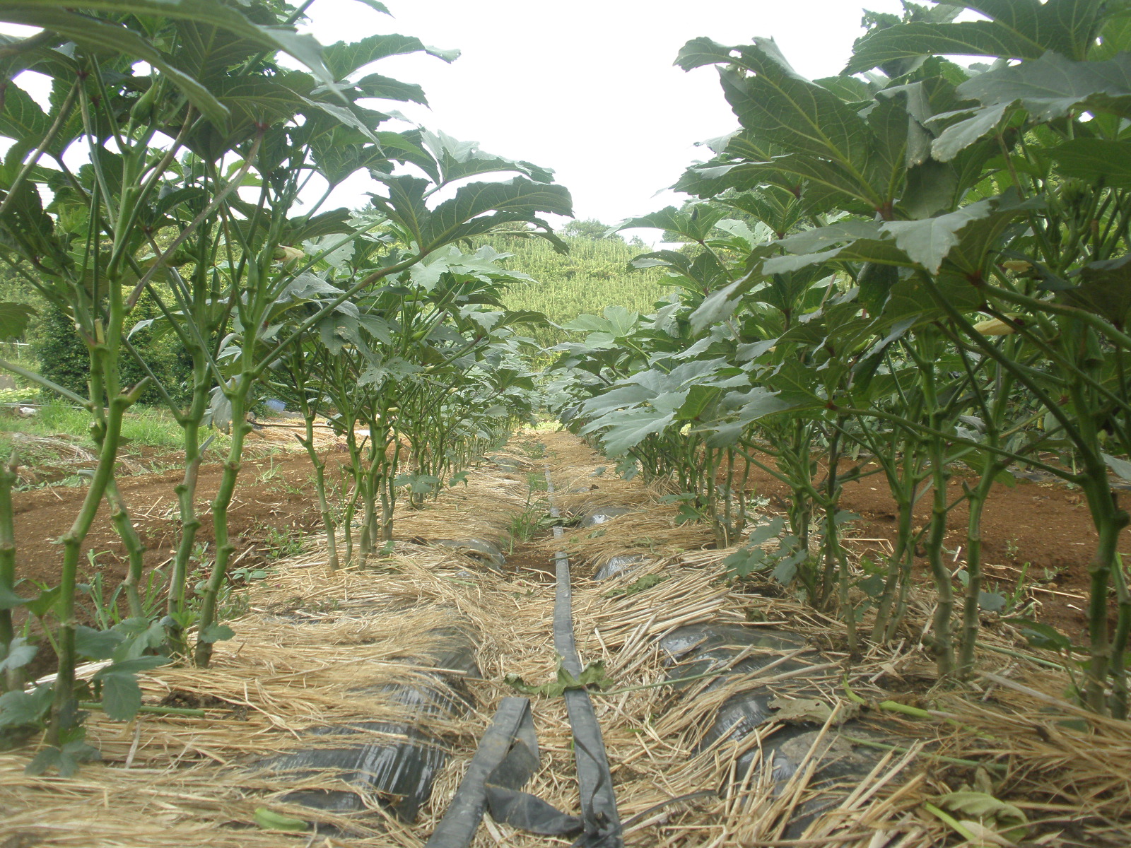 オクラの育て方プランター栽培なら初心者さん向け！ – UETE