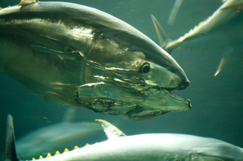 まぐろ頭の写真素材写真素材なら「写真AC」無料 フリー ダウンロードOK