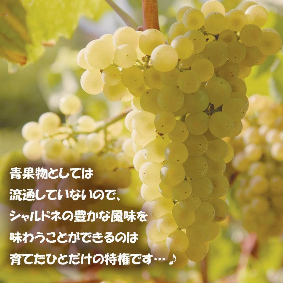 ITANSE ぶどう苗 シャルドネ 果樹苗 挿し木苗 10.5cmポット 1個 送料無料 イタンセ公式 : 野菜苗・植物・青果物販売のITANSE -通販 - Yahoo!ショッピング