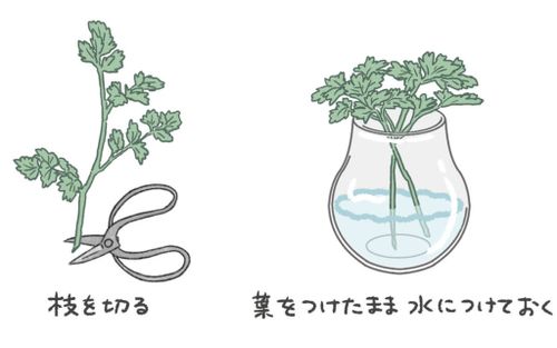 パセリの育て方・栽培方法LOVEGREEN ラブグリーン
